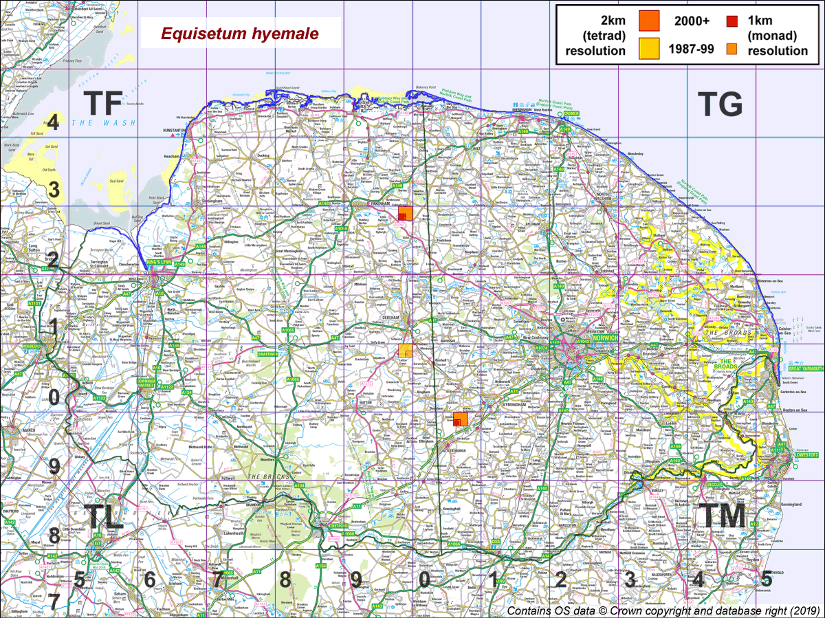 Equisetum hyemale map