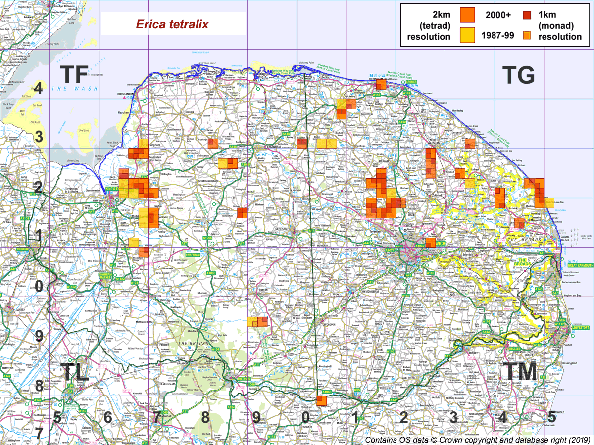Erica tetralix map