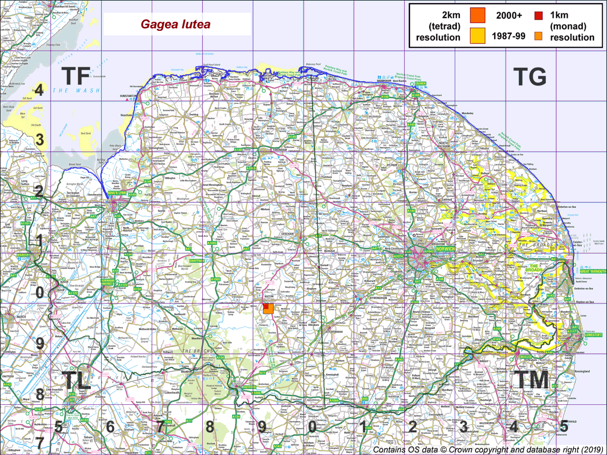 Gagea lutea map