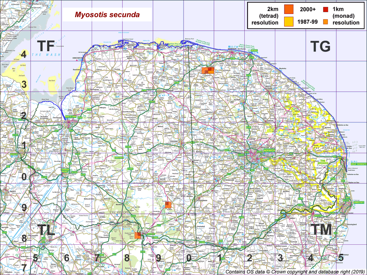 Myosotis secunda map