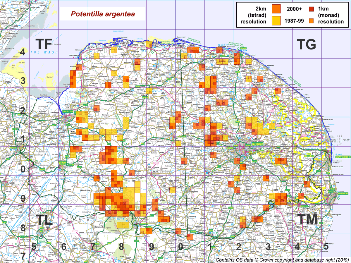 Potentilla argentea map