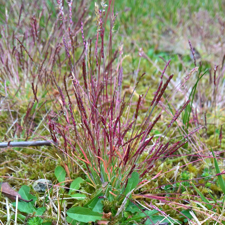 early sand grass