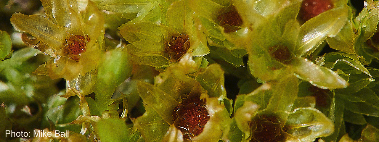 Swan's-neck Thyme-moss by Mike Ball