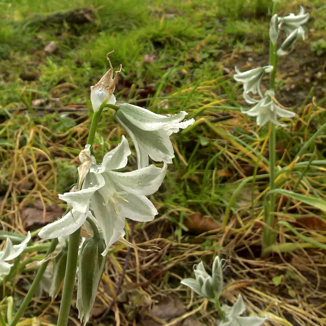 Star of Bethlehem