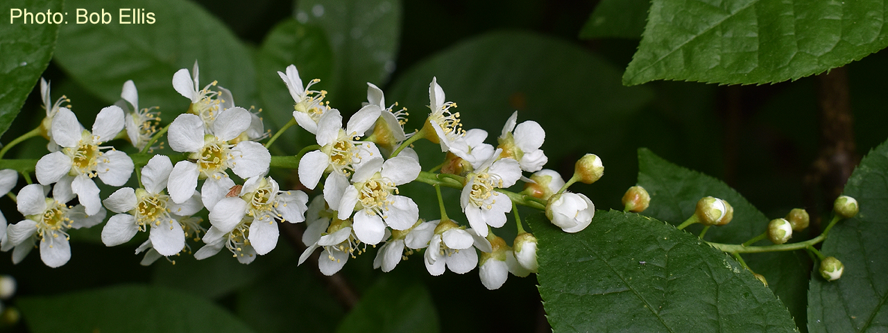 Bird Cherry by Bob Ellis