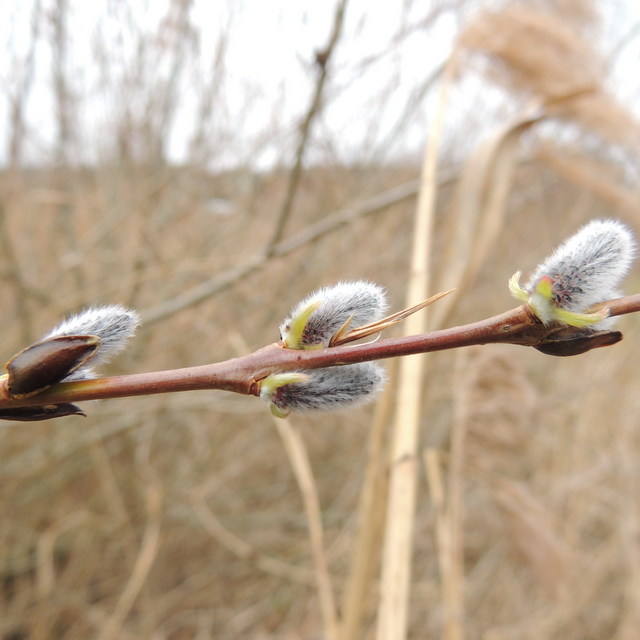 purple willow