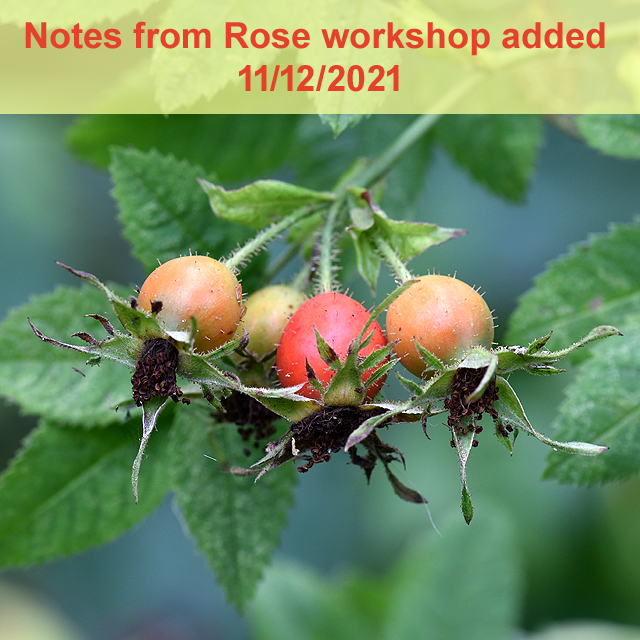 Rose workshop notes 2021