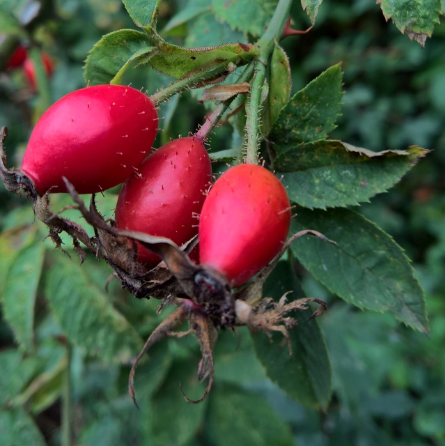 rose hips