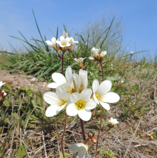 meadow saxifrage