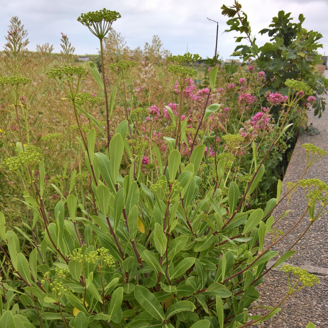 Shrubby Hare's-ear