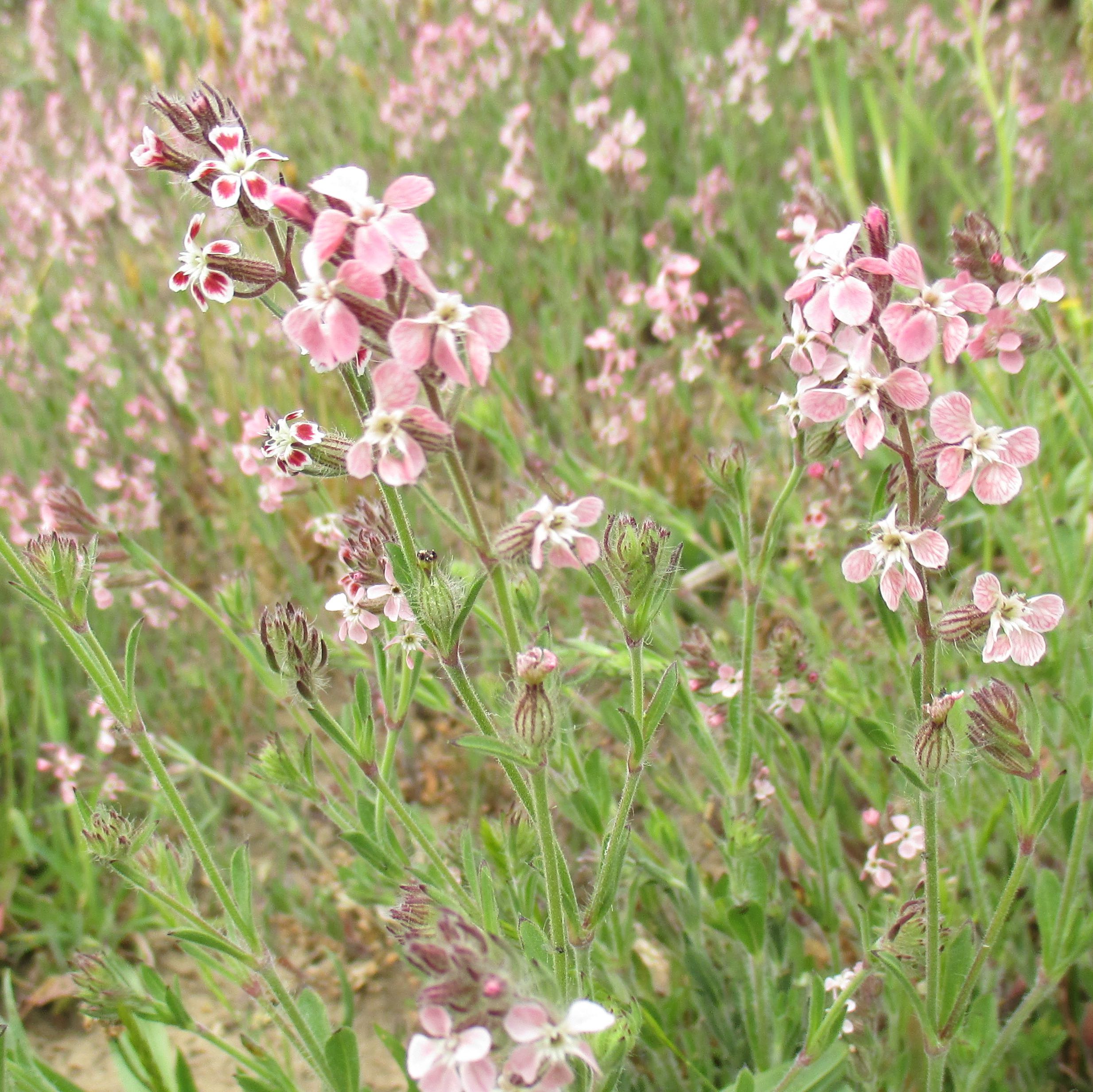 catchfly