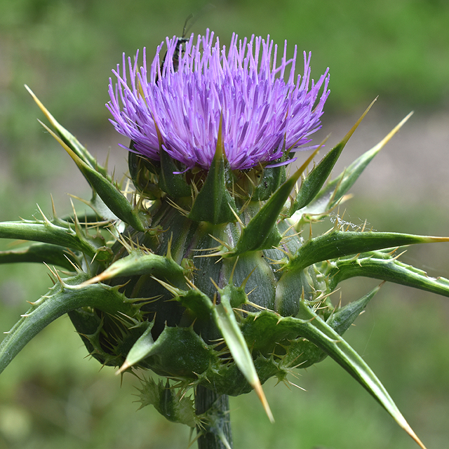 milk thistle