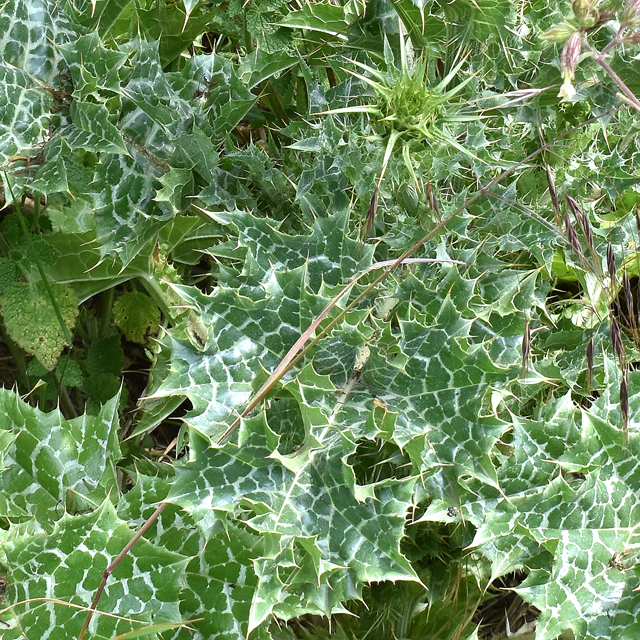 milk thistle