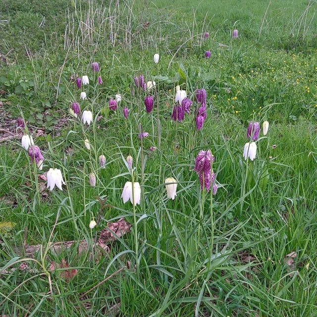 snake's head fritillary