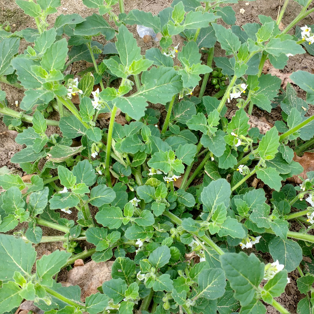 green nightshade