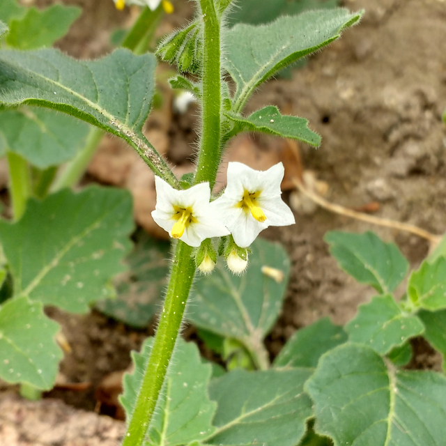 green nightshade