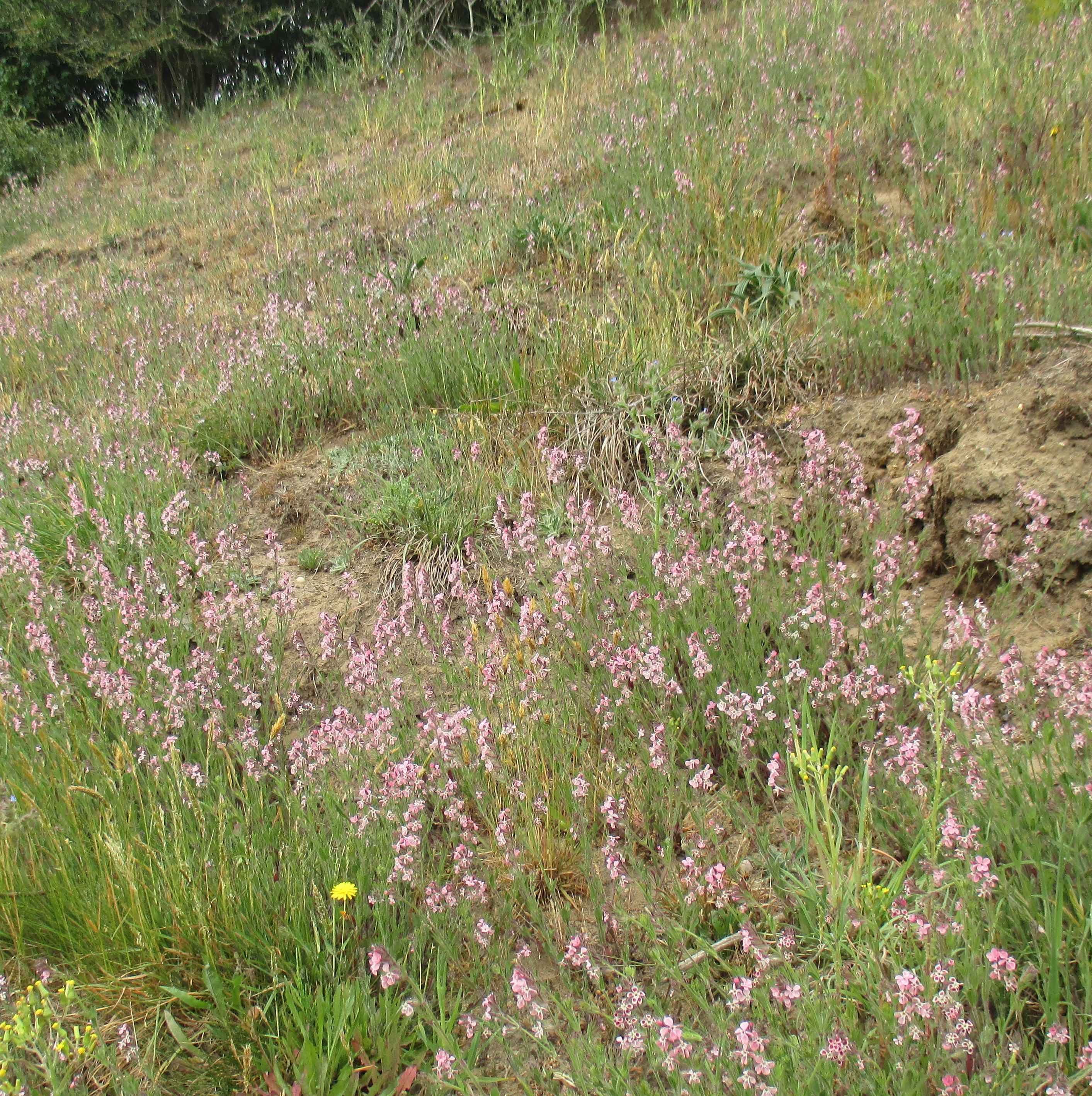 small-flowered catchfly