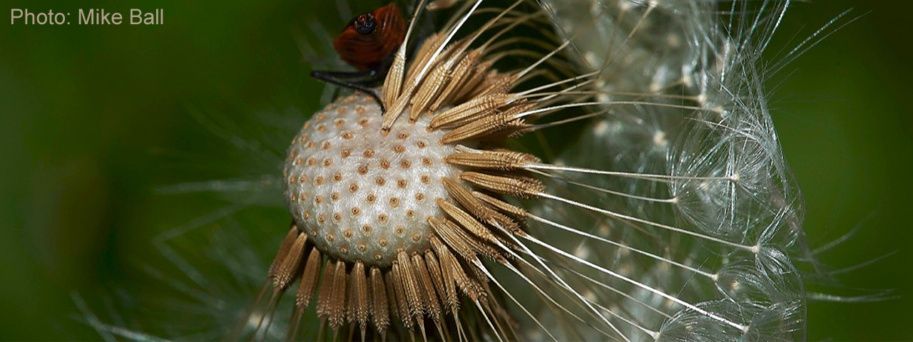 Dandelion seedhead by Mike Ball