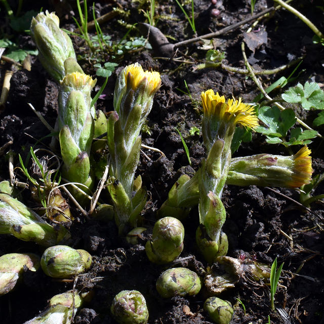 coltsfoot