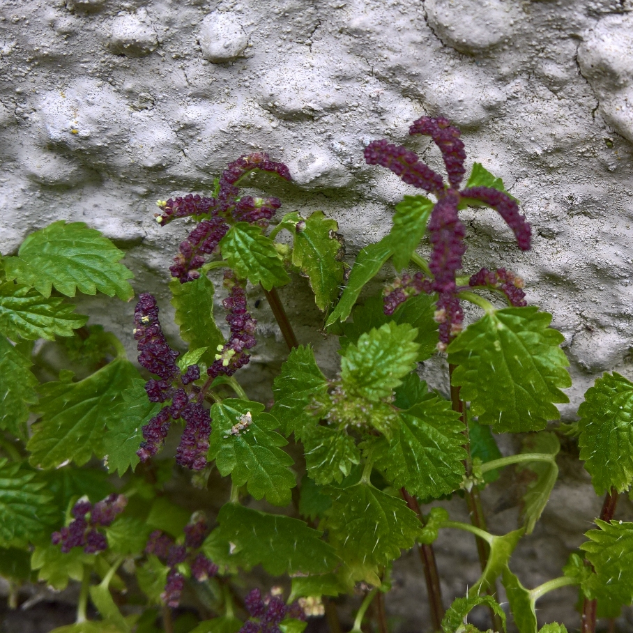 Mediterranean nettle