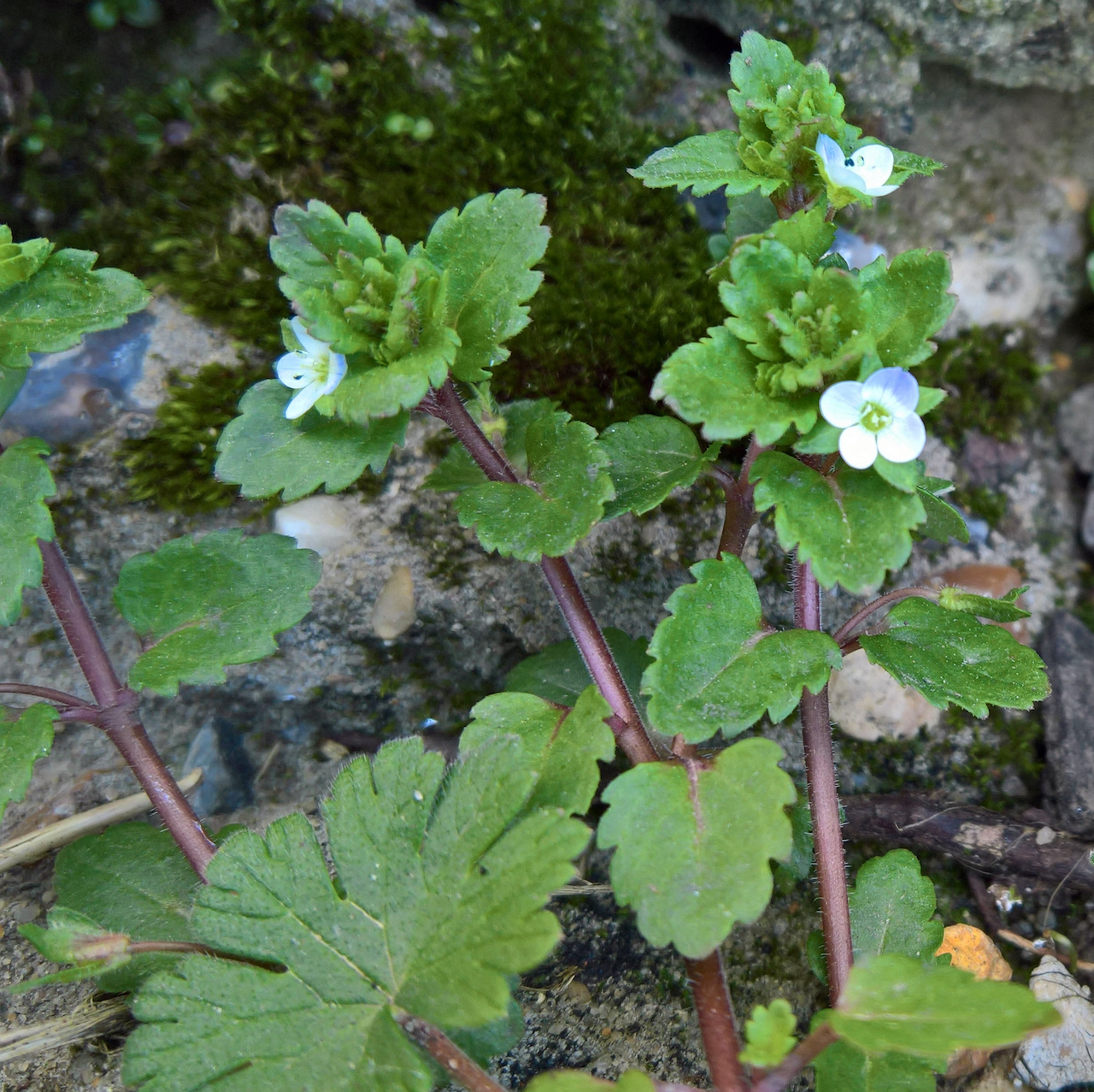 green field-speedwell