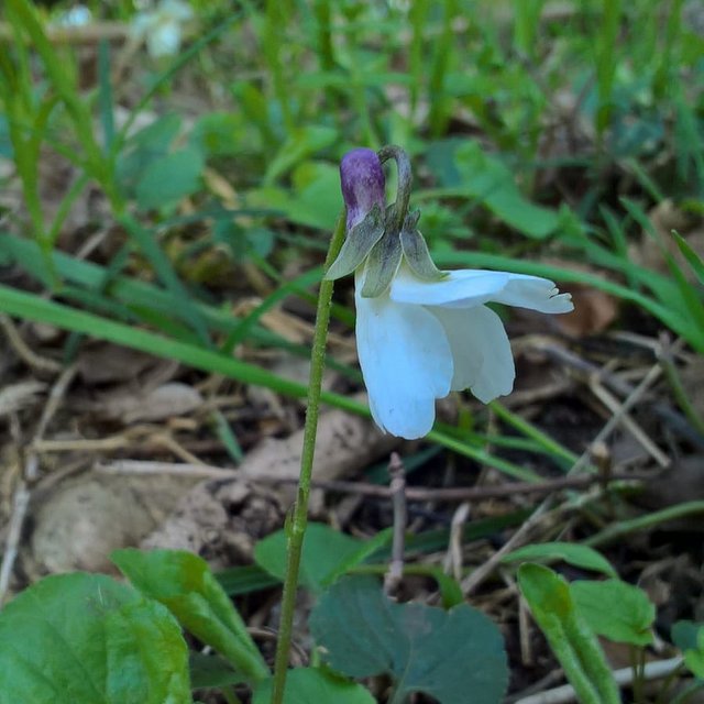 white sweet violet