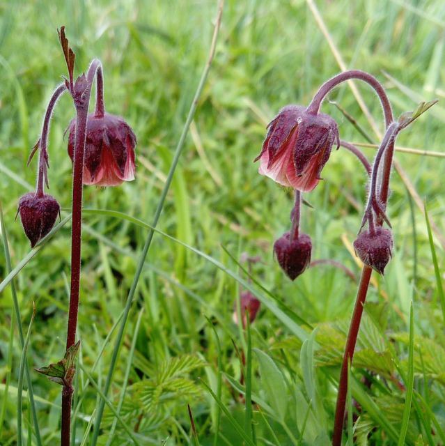 water avens