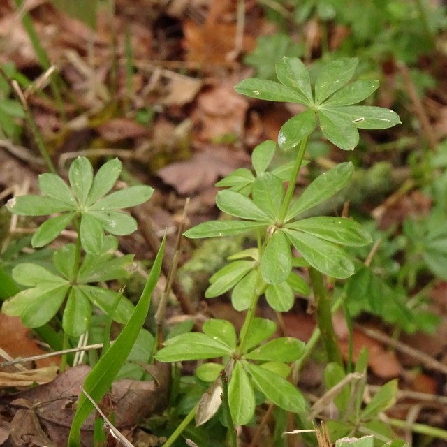 woodruff