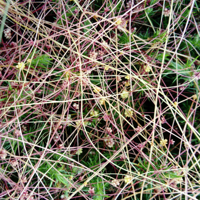 dodder