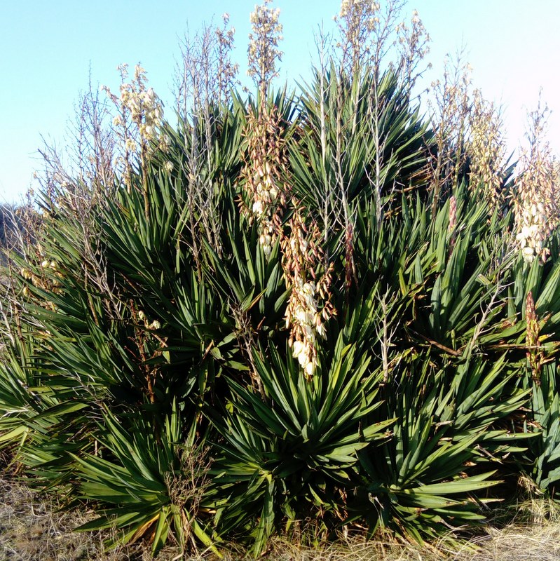 yucca