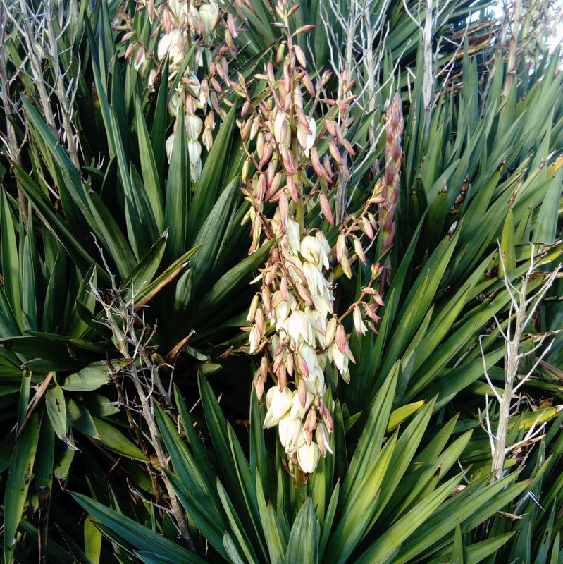 yucca